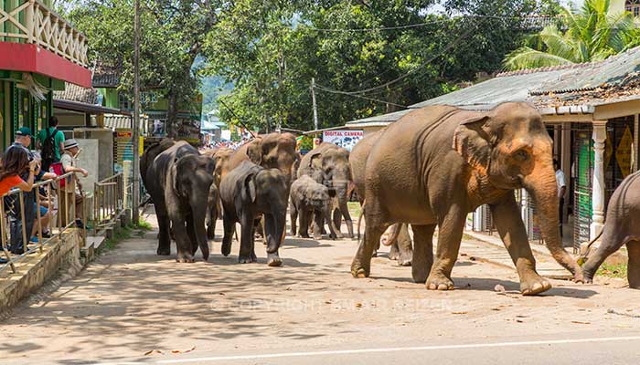 Info Pinnawela - Sri Lanka