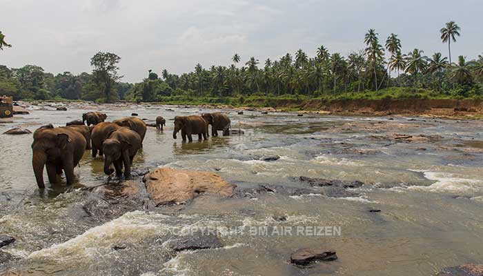 Info Pinnawela - Sri Lanka