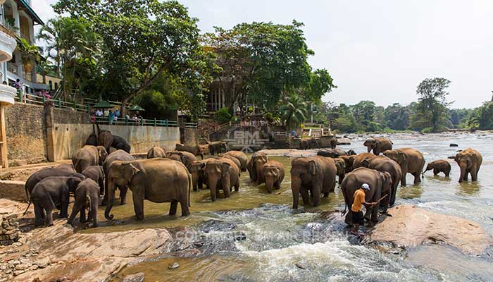 Info Pinnawela - Sri Lanka