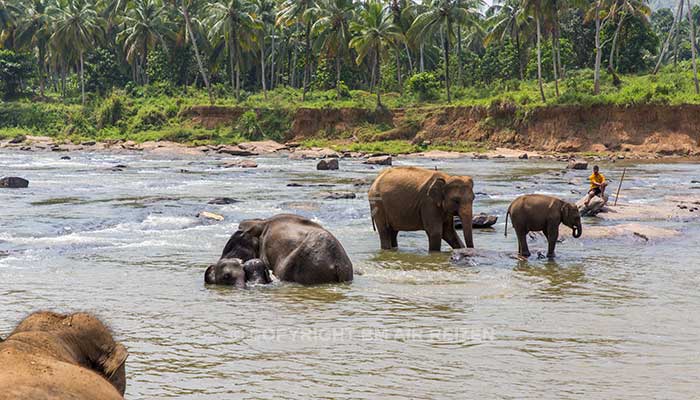 Info Pinnawela - Sri Lanka