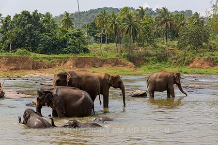 Pinnawela - Olifantenweeshuis - Sri Lanka