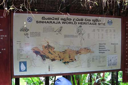 Sinharaja - Sri Lanka