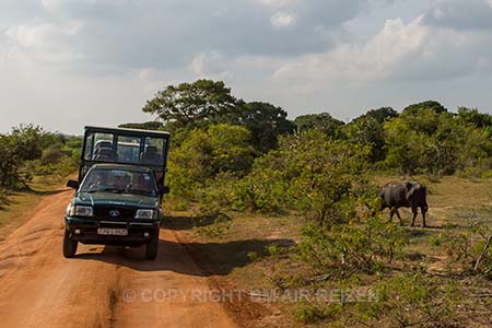 Uda Walawe Nationaal Park - Sri Lanka