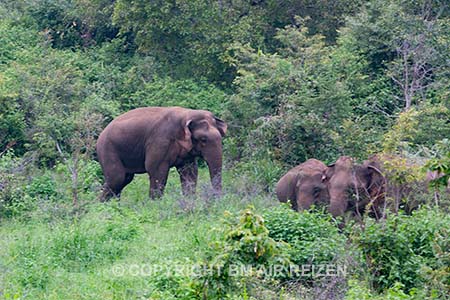 Wilpattu Nationaal Park - Sri Lanka
