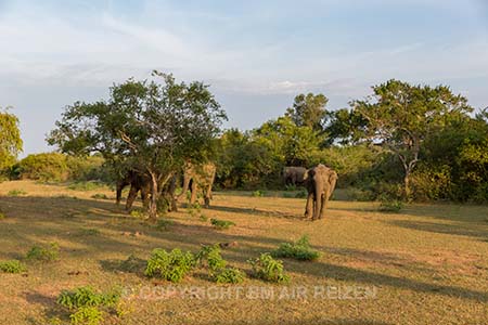 Yala Nationaal Park - Sri Lanka
