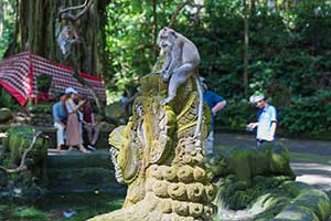 Ubud - Monkey Forest
