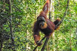 Leuser National Park - Orang-oetan
