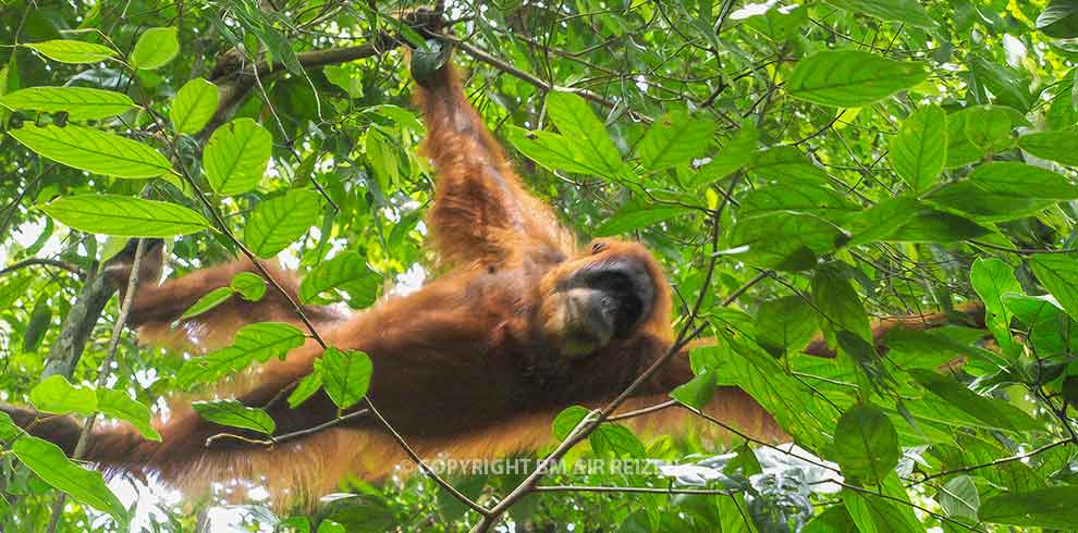 Leuser National Park - Orang-oetan