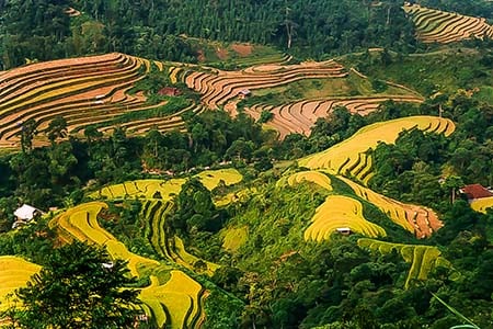 Sapa rijstterras