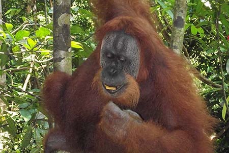 Vakantie Sumatra