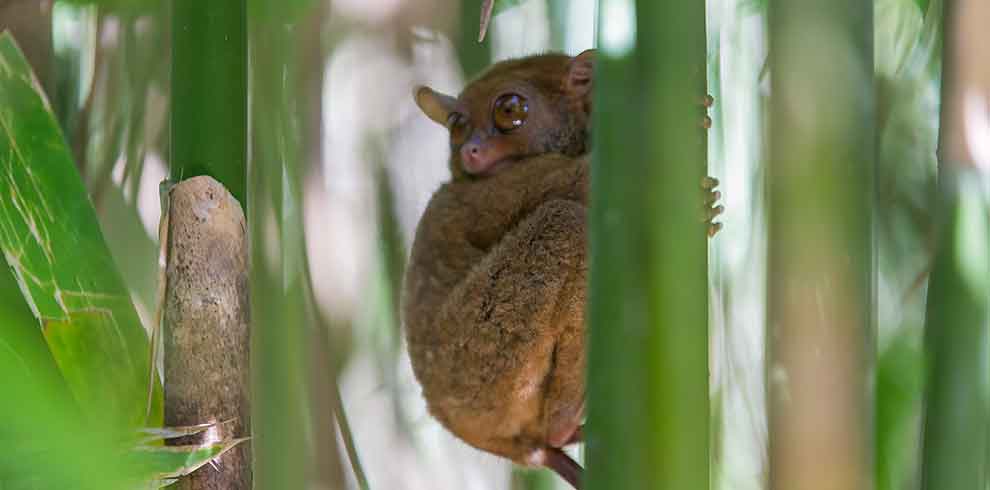 Tarsier - Bohol