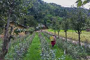 Ha Giang