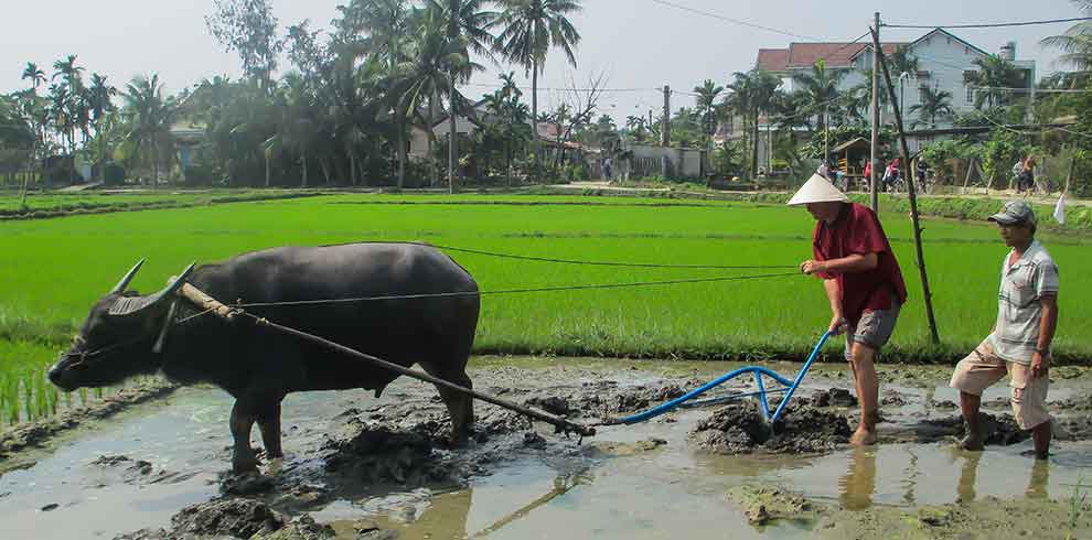 Wet Rice Farmer - Hoi An