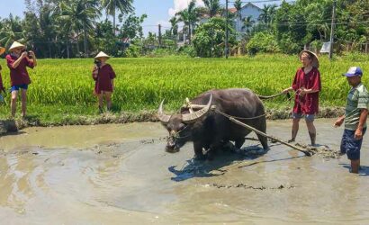 Wet Rice Farmer - Hoi An