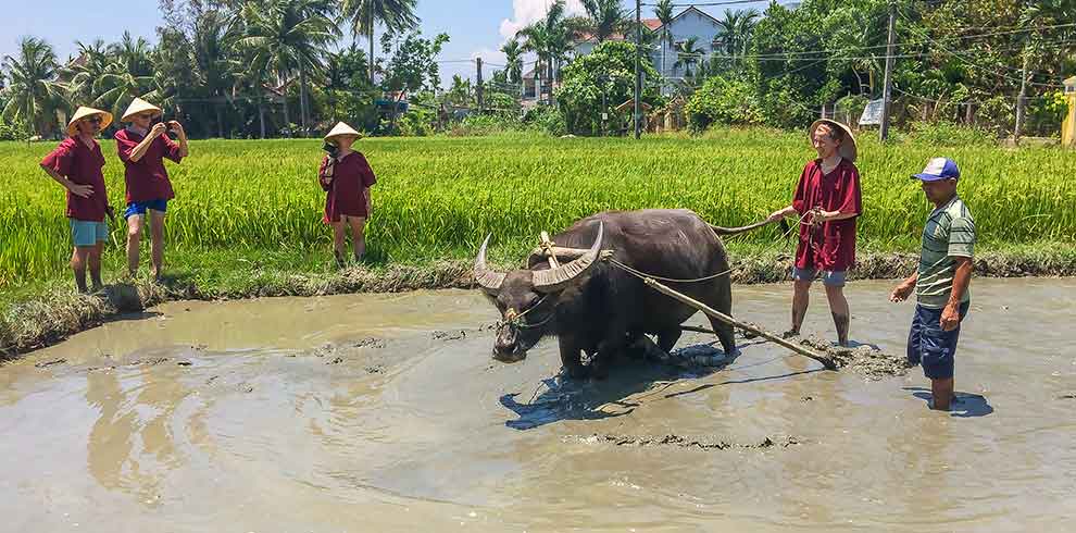 Wet Rice Farmer - Hoi An