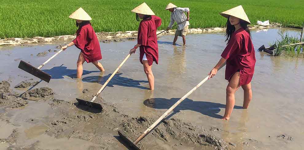 Wet Rice Farmer - Hoi An