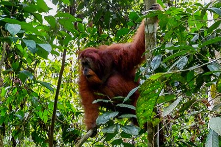 Bukit Lawang