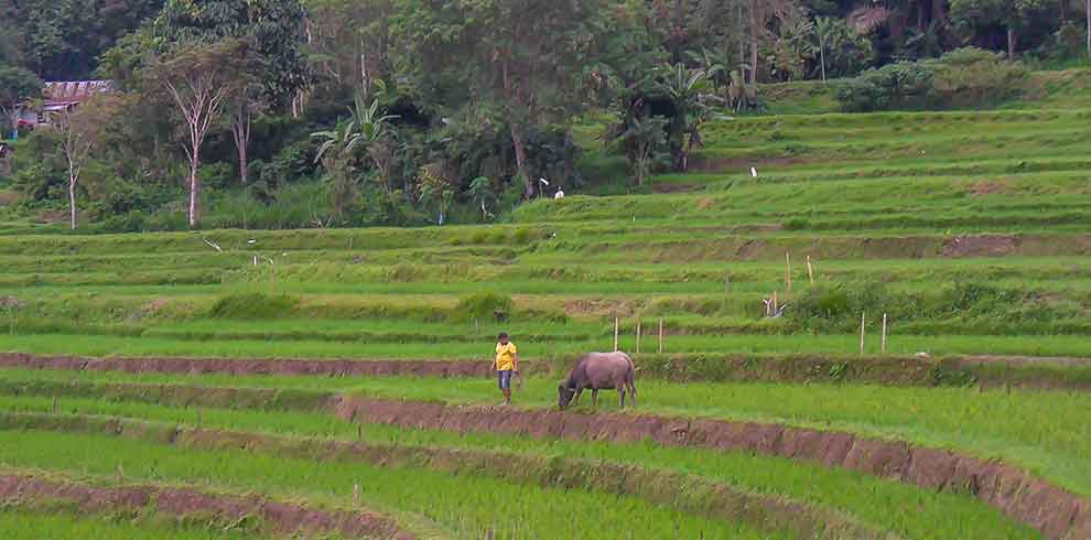 Toraja