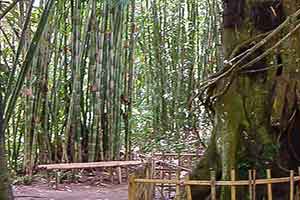 Kambira - Toraja