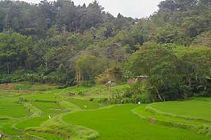 Toraja - Sulawesi
