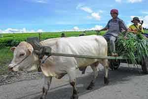 Kerinci Seblat - Sumatra