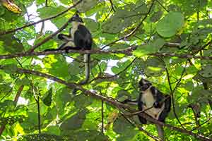 Leuser National Park