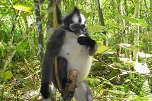 Leuser National Park