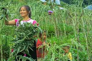 Sapa