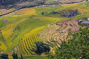 Sapa