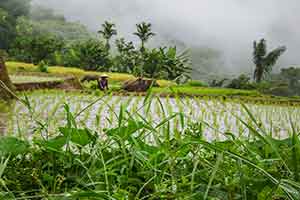Bukittinggi