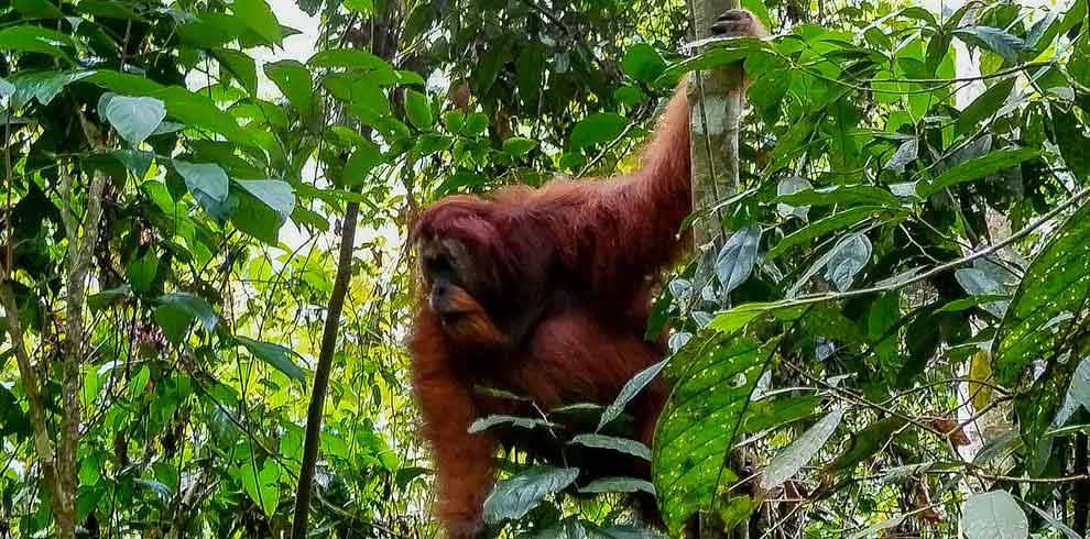 Leuser National Park