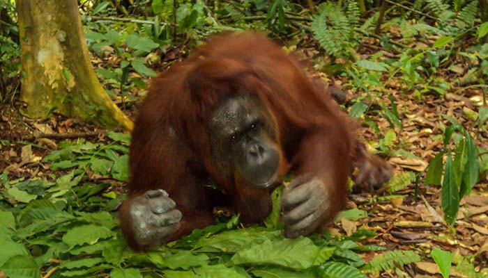 Borneo