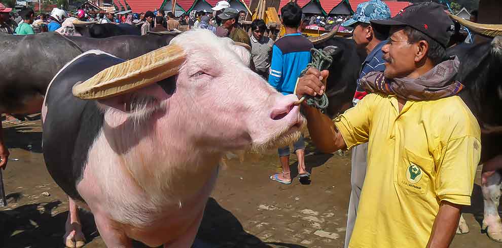 Toraja - Bolu Market