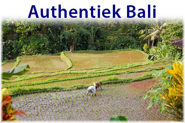 Authentiek Bali