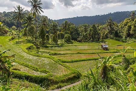 Authentiek Bali - Munduk