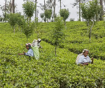 Nuwara Eliya - Theeplantage