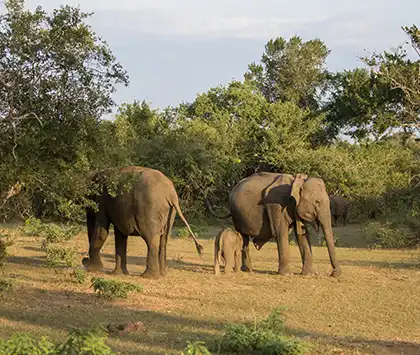 Yala National Park - Sri Lanka