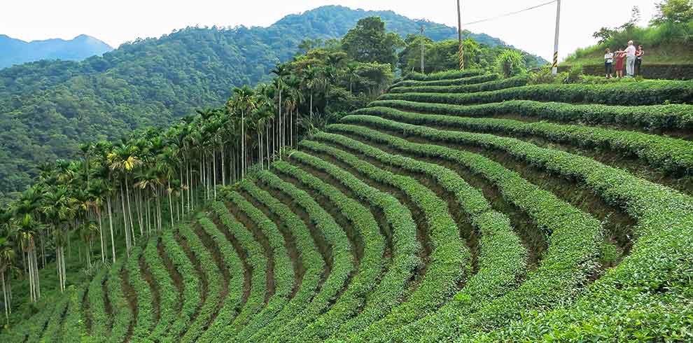 Pinglin Tea Plantation