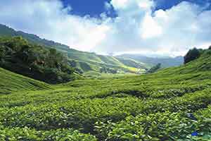 Cameron Highlands