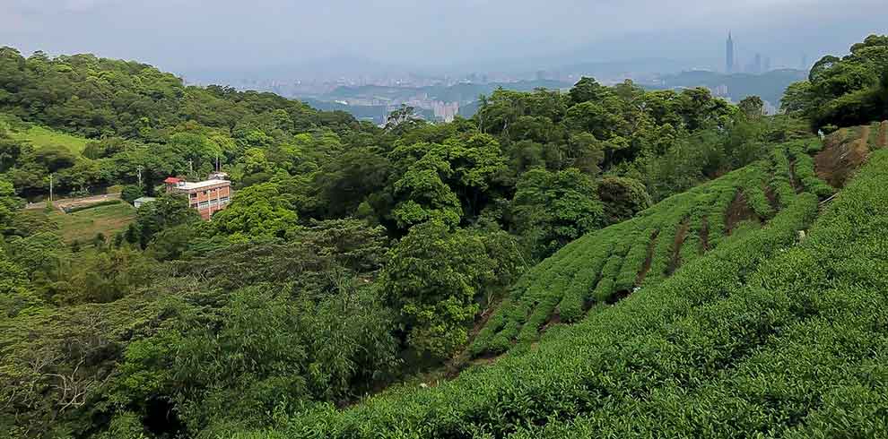 Maokong