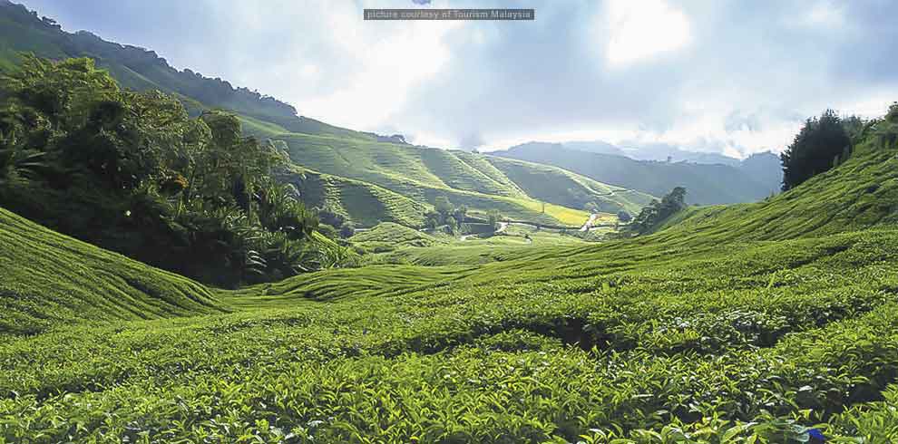 Cameron Highlands