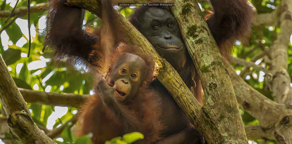 Sandakan Explorer Safari