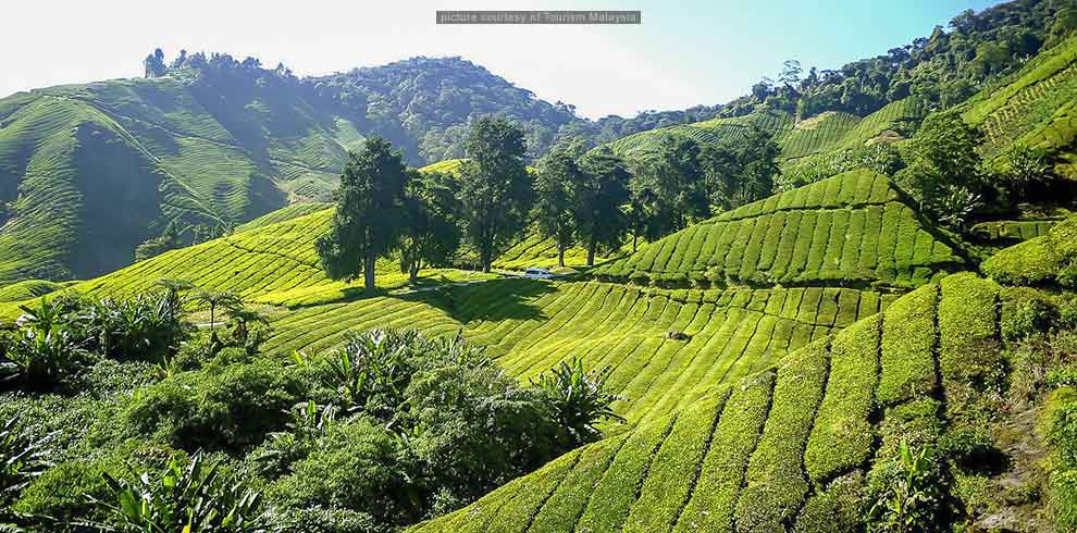 Cameron Highlands