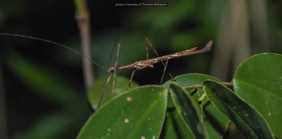 Taman Negara Jungle Experience