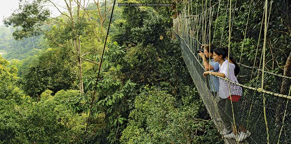 Taman Negara Jungle Experience