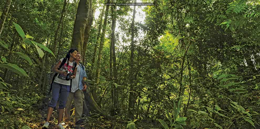 Taman Negara Jungle Experience