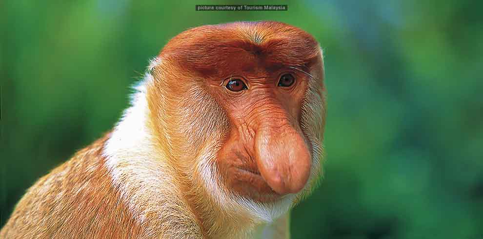 Wildlife Trail Sabah