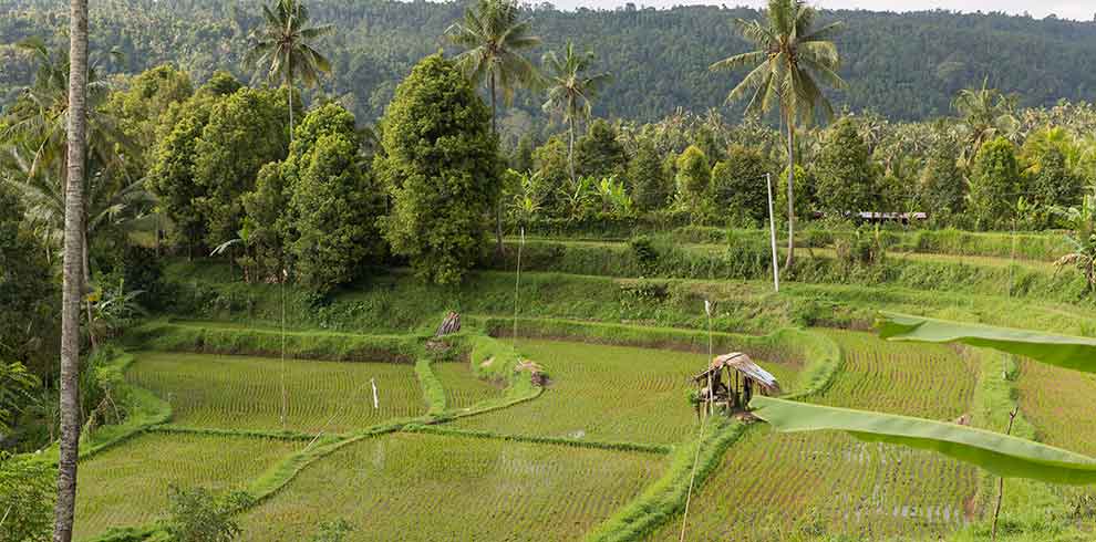 Kintamani