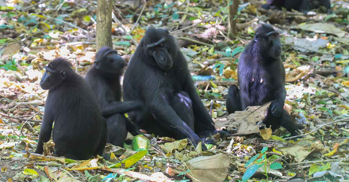 Tangkoko National Park