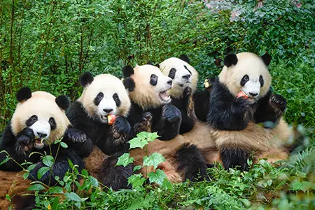 Changdu